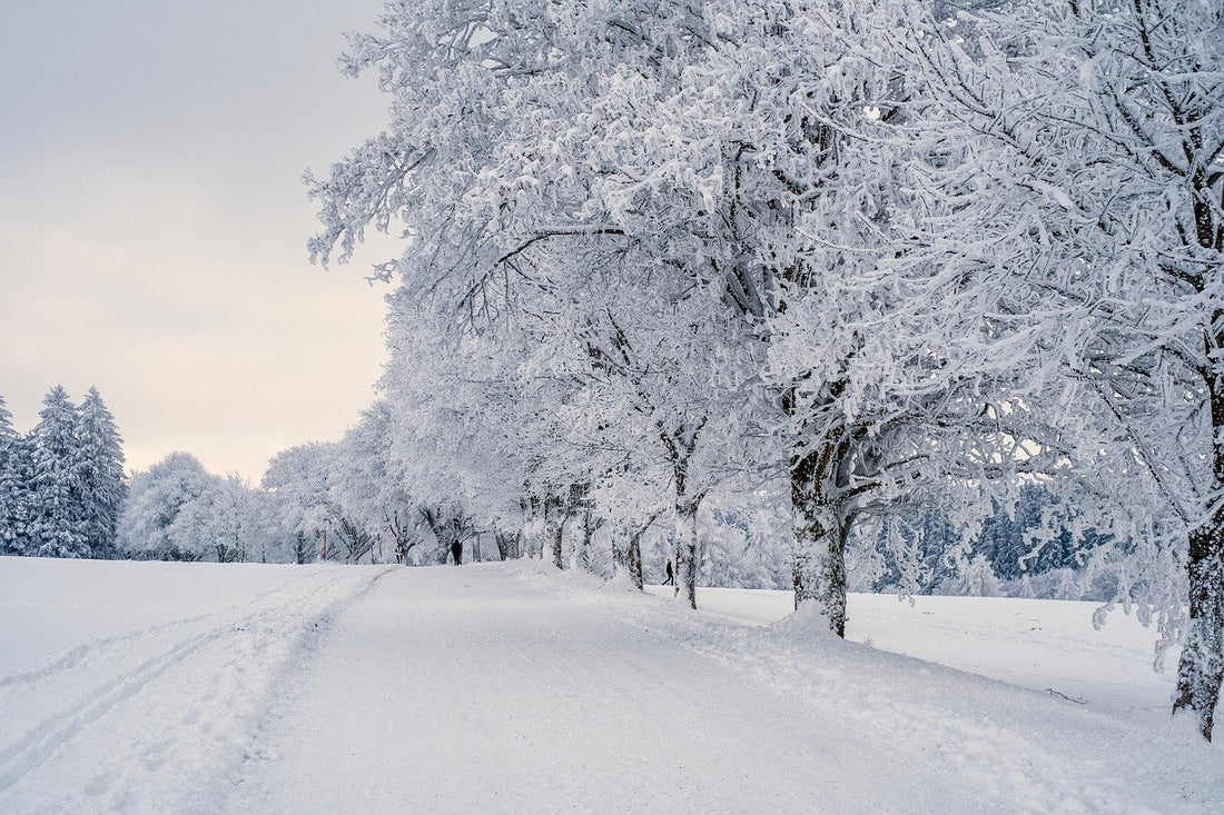 Winter Wellness: 5 Science-Backed Activities to Boost Your Brain Chemistry