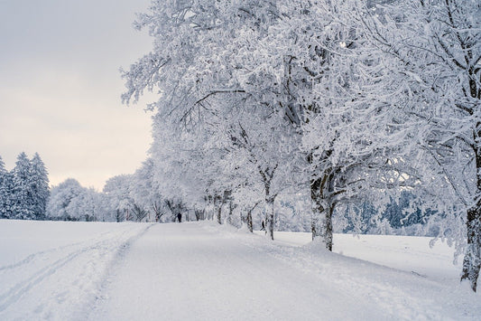 Winter Wellness: 5 Science-Backed Activities to Boost Your Brain Chemistry